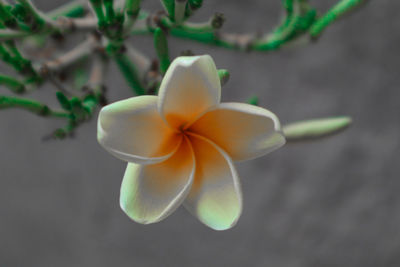 Close-up of frangipani on white flower