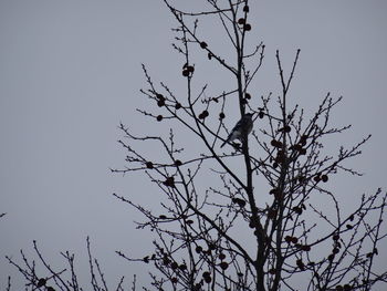 Low angle view of bird perching on tree against clear sky