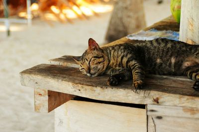 Cat on wood