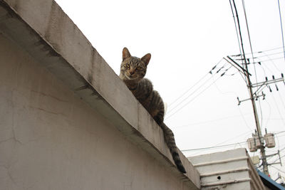 Low angle view of cat on wall against sky