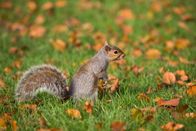 Close-up of squirrel on field