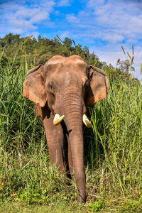 View of elephant on field