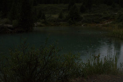 Reflection of trees in pond