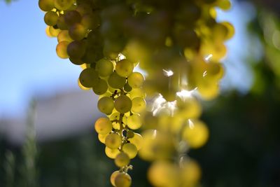 Close-up of yellow flowering plant against sky