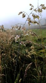 Close-up of fresh plants on field against sky