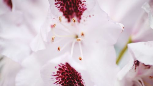 Close-up of white flowers