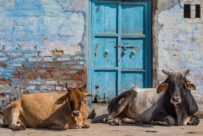 Horses in a building