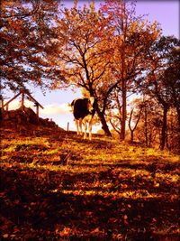 Dog standing on grassy field