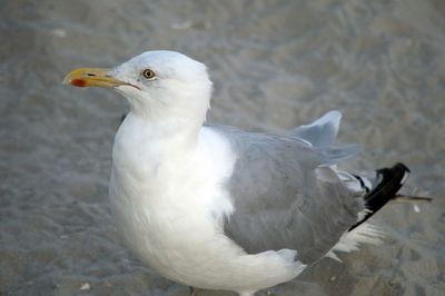Close-up side view of a seagull