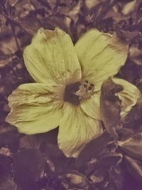 Close-up of wilted flower