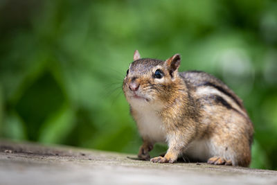 Close-up of chipmunk on wood
