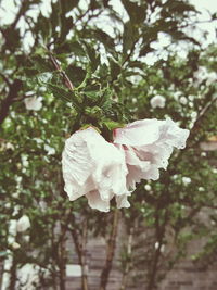 Close-up of white flowers