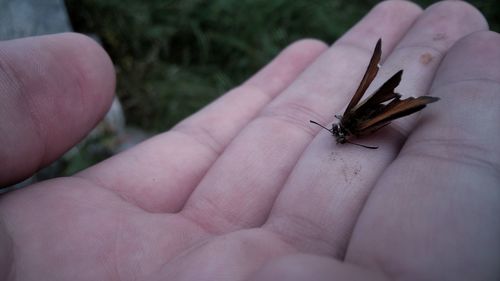 Close-up of a hand holding insect