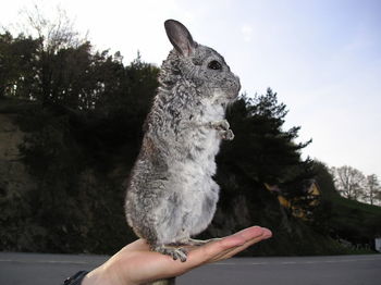 Close-up of chinchilla on palm