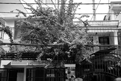 Low angle view of flowering tree by building