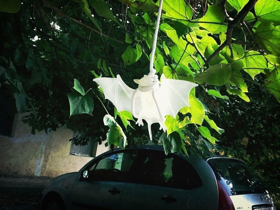 car, land vehicle, tree, growth, transportation, mode of transport, leaf, plant, green color, close-up, sunlight, day, potted plant, no people, outdoors, nature, cropped, part of, focus on foreground, low angle view