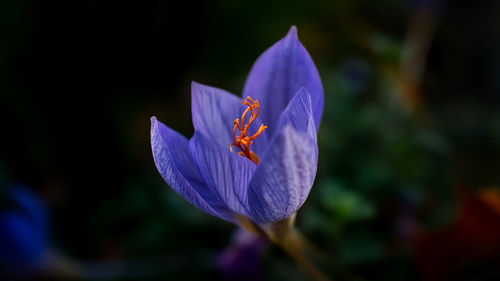 Close-up of butterfly on purple flowering plant