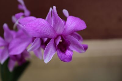 Close-up of purple flowers blooming outdoors