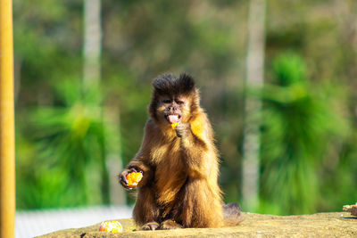 Lion eating fruit