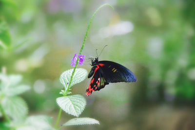 Close-up of butterfly pollinating on flower