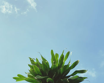 Low angle view of plant against blue sky