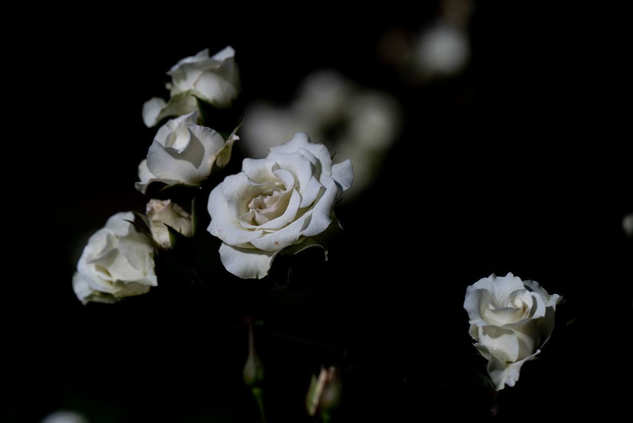 CLOSE-UP OF WHITE ROSES