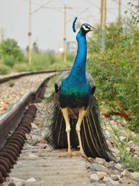 Close-up of peacock