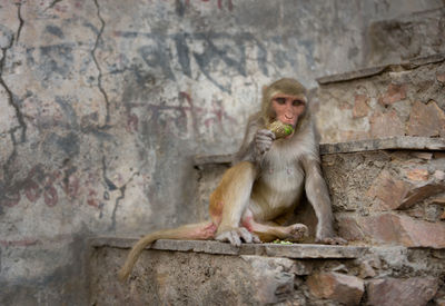 Monkey on tree trunk