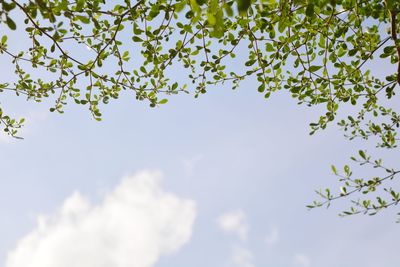 Low angle view of tree against sky