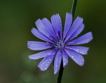 Close-up of wet purple flower