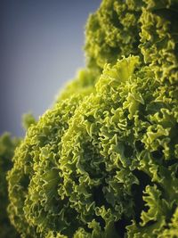 Close-up of green leaves