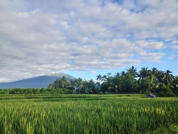 Scenic view of agricultural field against sky