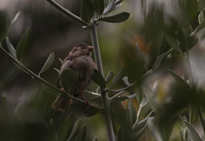 Close-up of bird perching on branch
