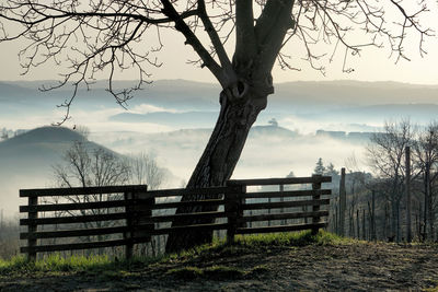 Bare trees on landscape against sky