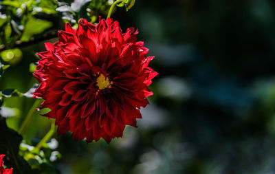 Close-up of red dahlia