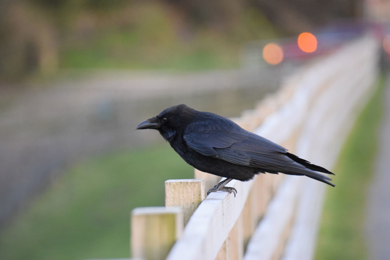 bird, one animal, animal themes, animals in the wild, focus on foreground, wildlife, perching, side view, close-up, beak, full length, nature, seagull, selective focus, outdoors, day, no people, pigeon, black color, wood - material