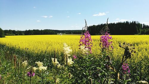 Scenic view of oilseed rape field against sky