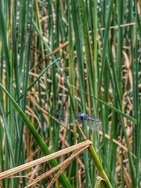 Close-up of insect on grass