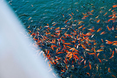 Koi in the pond