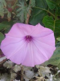 Close-up of pink flower blooming outdoors