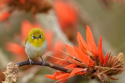 Close-up of bird perching on flower