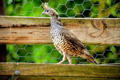 Close-up of bird perching on wood