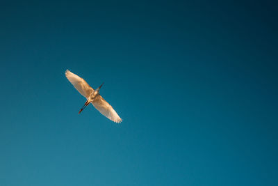 Low angle view of bird flying against clear blue sky