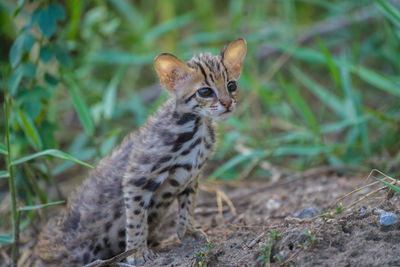 Portrait of a cat on field