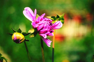 Close-up of pink flowers blooming outdoors