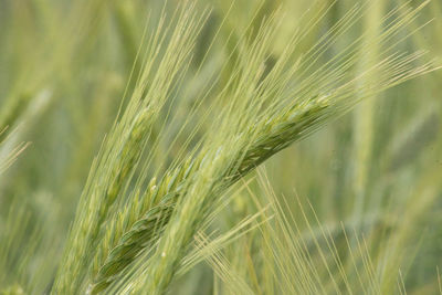 Close-up of wheat growing on field