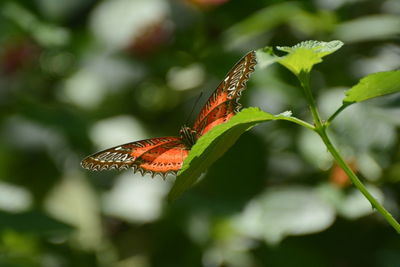 Close-up of butterfly on leaf