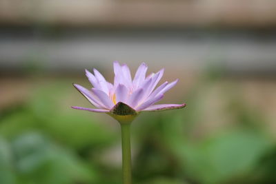 Close-up of purple water lily