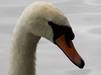 Close-up of swan swimming on lake