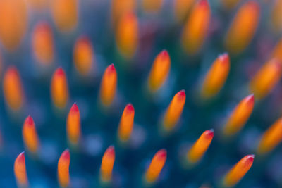 Abstract shot of flower head with orange spikes